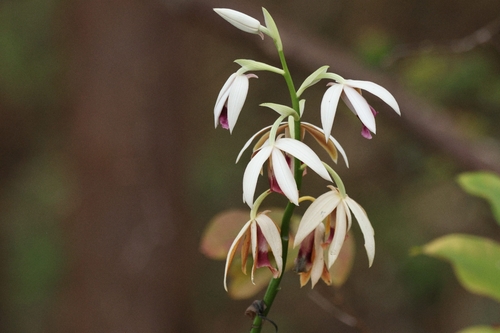 Chinese Ground Orchid (Calanthe tankervilleae)