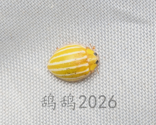 Macroilleis hauseri