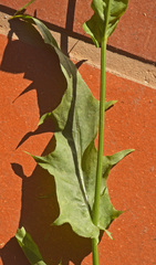 Lactuca