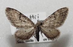 Eupithecia swettii