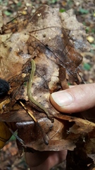 Bipalium pennsylvanicum