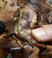 Bipalium pennsylvanicum