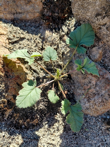 Velvet Storksbill (Pelargonium candicans)