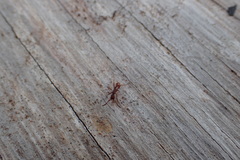 Neivamyrmex nigrescens