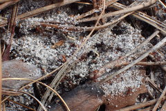 Neivamyrmex nigrescens