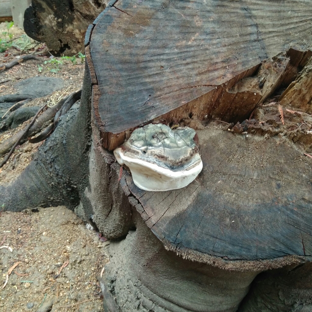Ganoderma australe · March 2020 · photo: © cristianriquelme (iNaturalist, cc-by)
