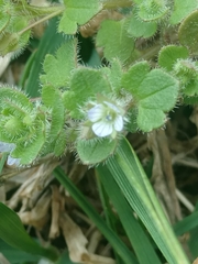 Veronica hederifolia-sublobata-triloba