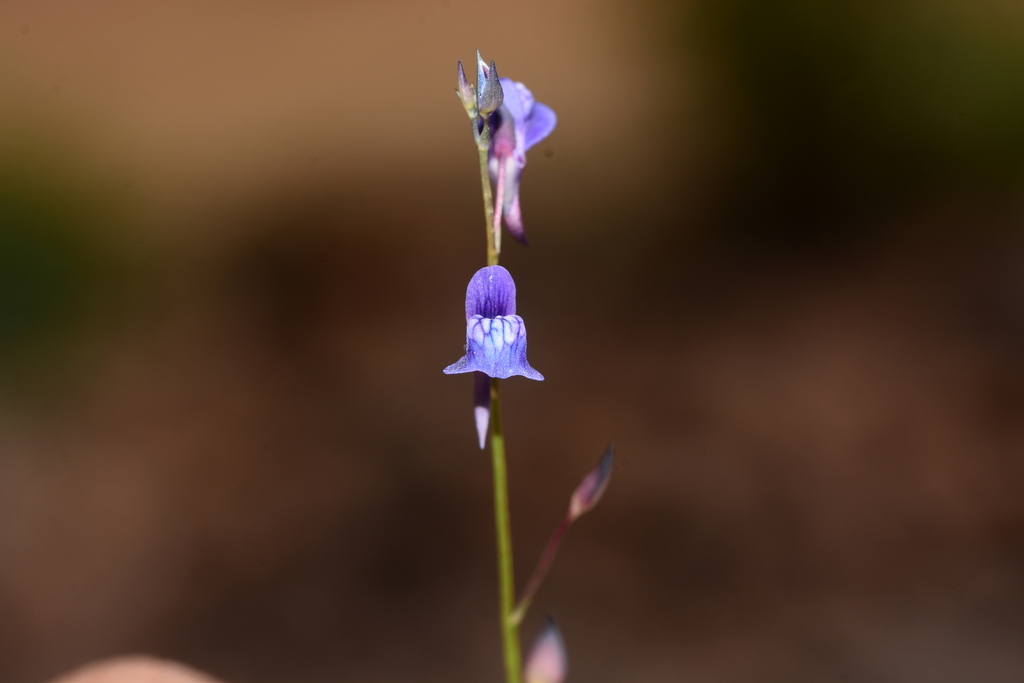 Utricularia babui S.R.Yadav, Sardesai & S.P.Gaikwad