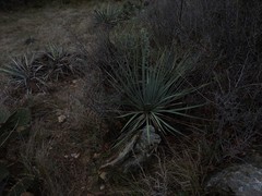 Yucca pallida
