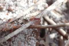 Neivamyrmex nigrescens