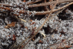 Neivamyrmex nigrescens