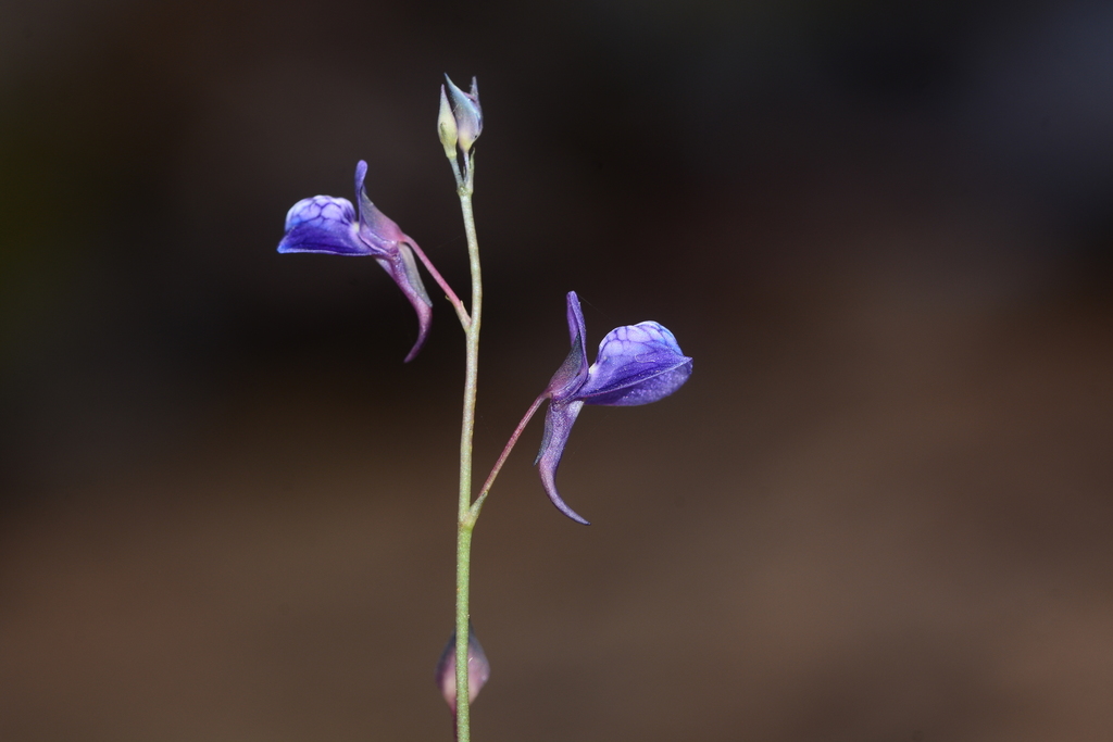 Utricularia babui S.R.Yadav, Sardesai & S.P.Gaikwad 2