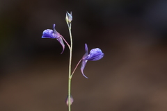 Utricularia babui