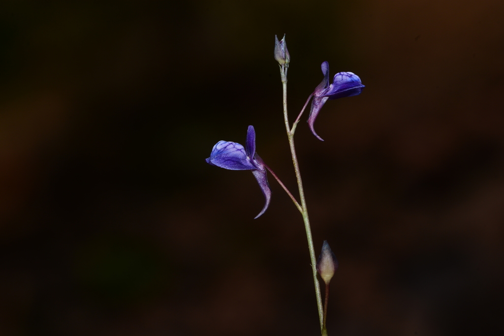 Utricularia babui S.R.Yadav, Sardesai & S.P.Gaikwad 4