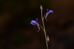 Utricularia babui