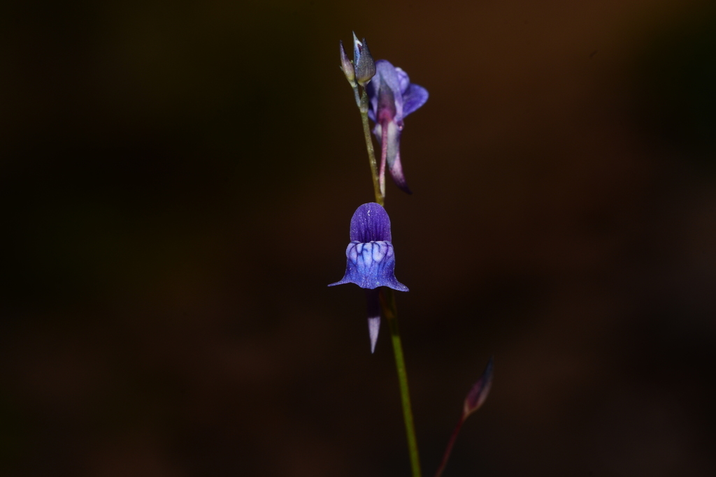 Utricularia babui S.R.Yadav, Sardesai & S.P.Gaikwad 3