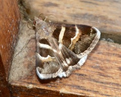 Grammodes stolida