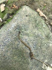 Bipalium pennsylvanicum