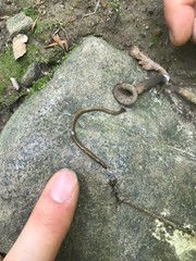 Bipalium pennsylvanicum