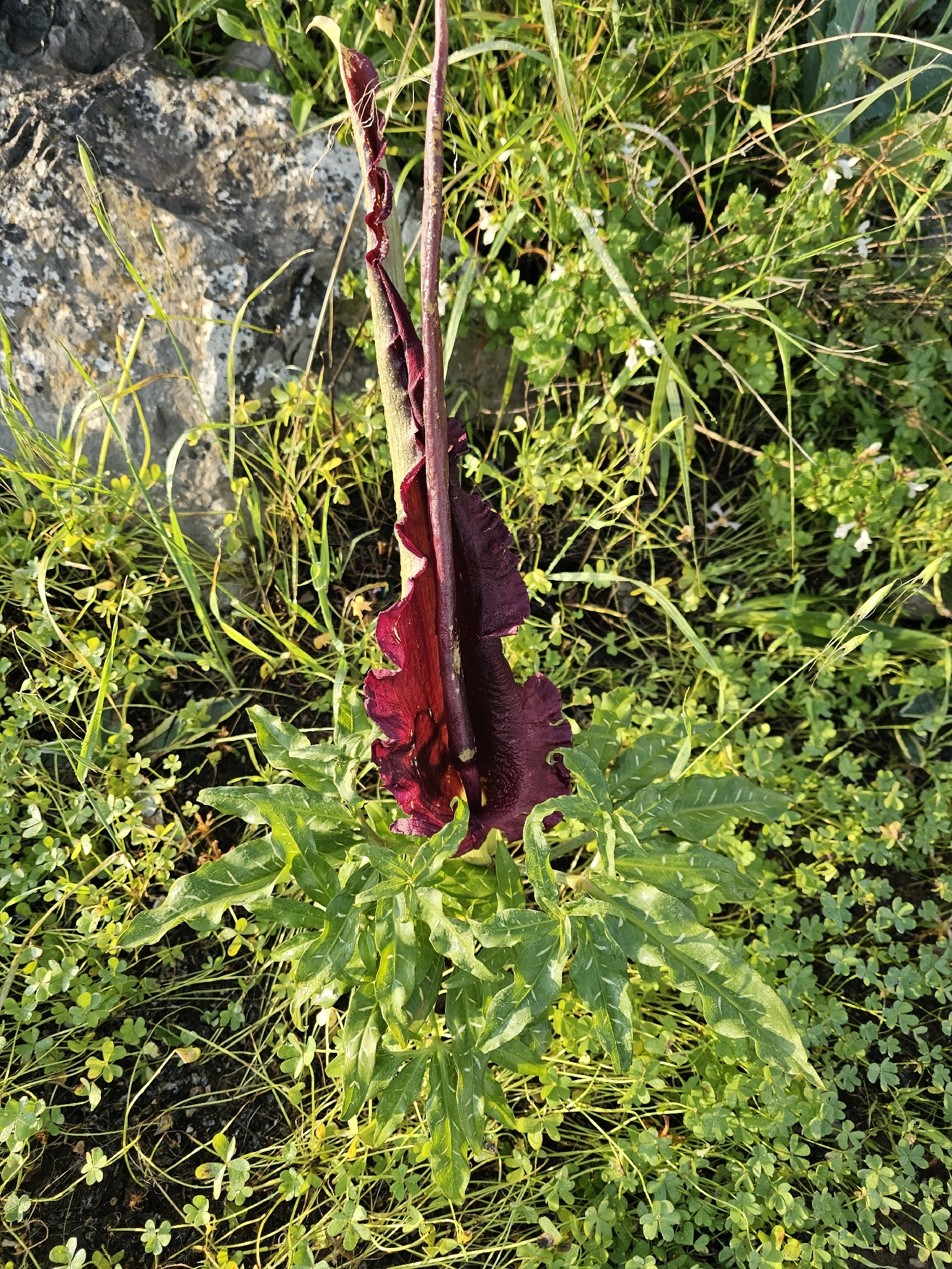 Common Dracunculus (Dracunculus vulgaris)