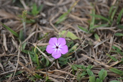 Phlox glabriflora