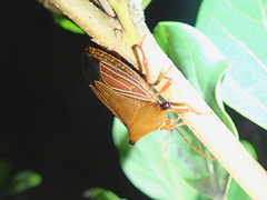 Peromatus