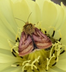 Schinia mitis