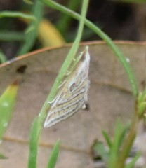 Leptosteges parthenialis