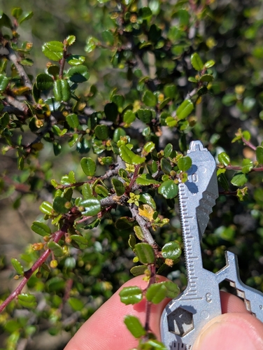 Redberry Buckthorn (Rhamnus crocea)