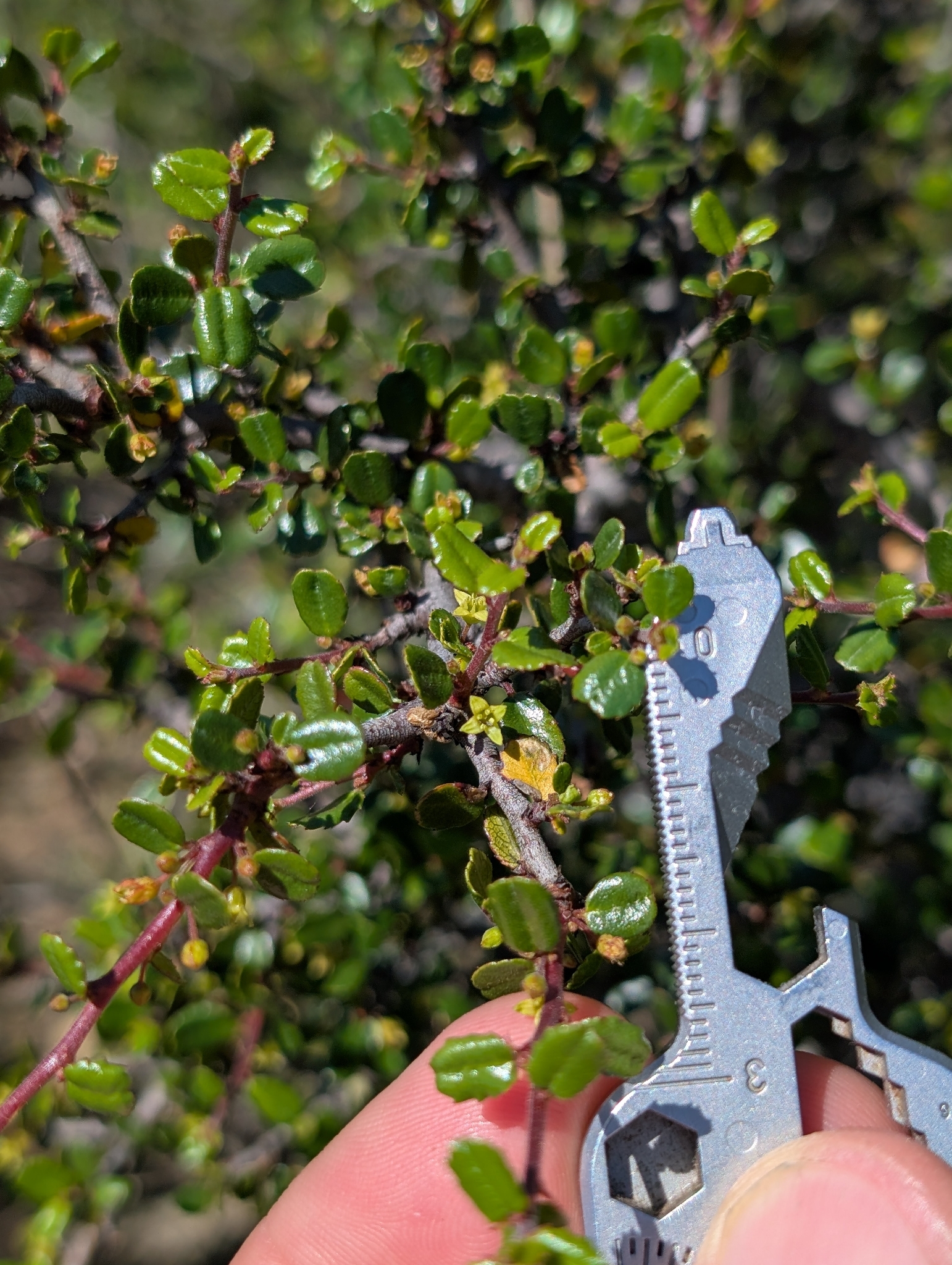 Redberry Buckthorn (Rhamnus crocea)