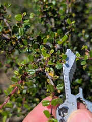Redberry Buckthorn (Rhamnus crocea)