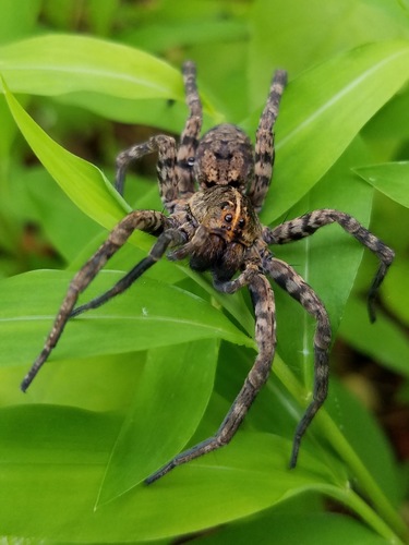 Georgia Wolf Spider