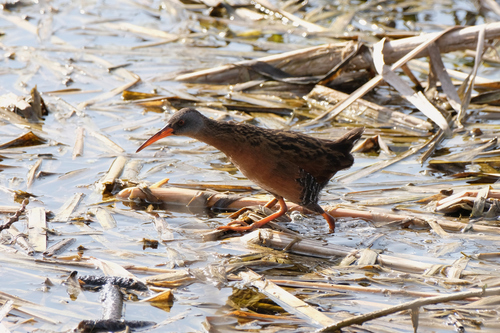 Virginia Rail (Rallus limicola), photo 5