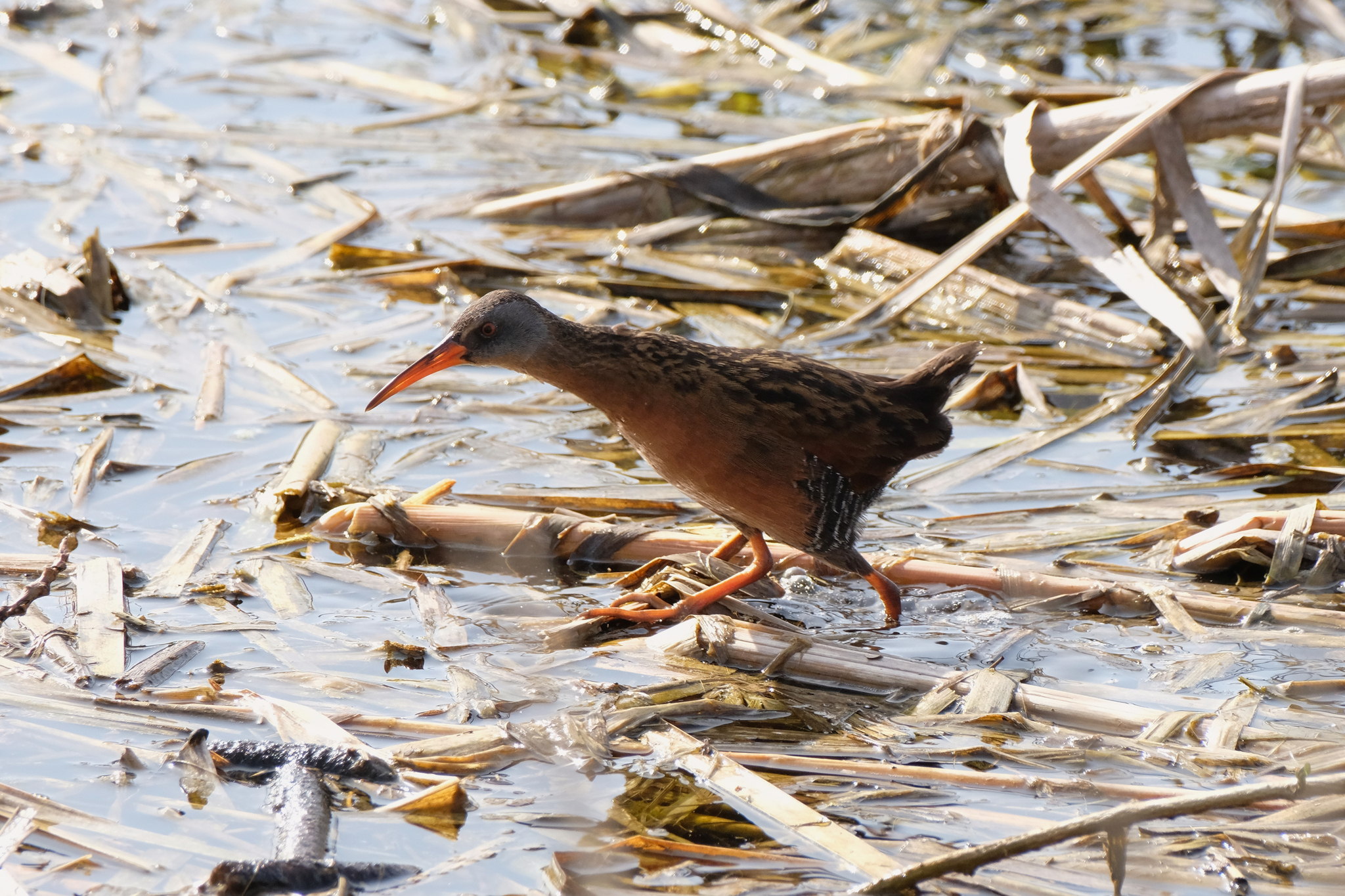 Virginia Rail (Rallus limicola), photo 5