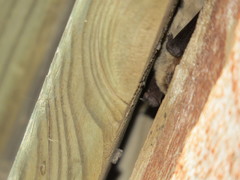 Pipistrellus pygmaeus