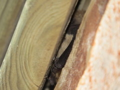 Pipistrellus pygmaeus