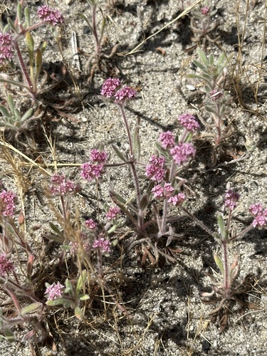 Ben Lomond spineflower (Chorizanthe pungens)
