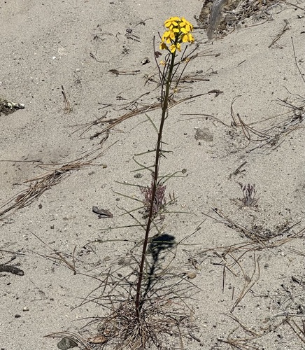 Santa Cruz wallflower (Erysimum teretifolium)