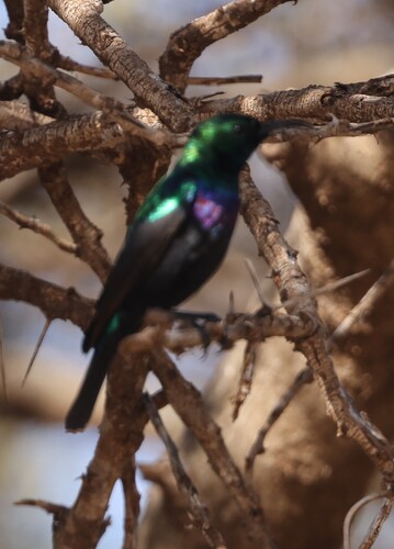 Marico Sunbird