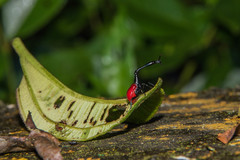 Trachelophorus giraffa