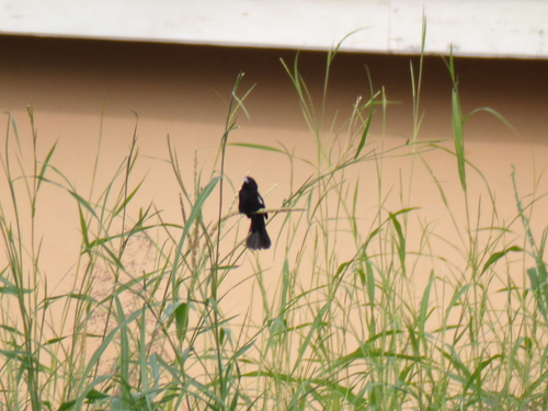 White-winged Widowbird (Euplectes albonotatus), photo 2