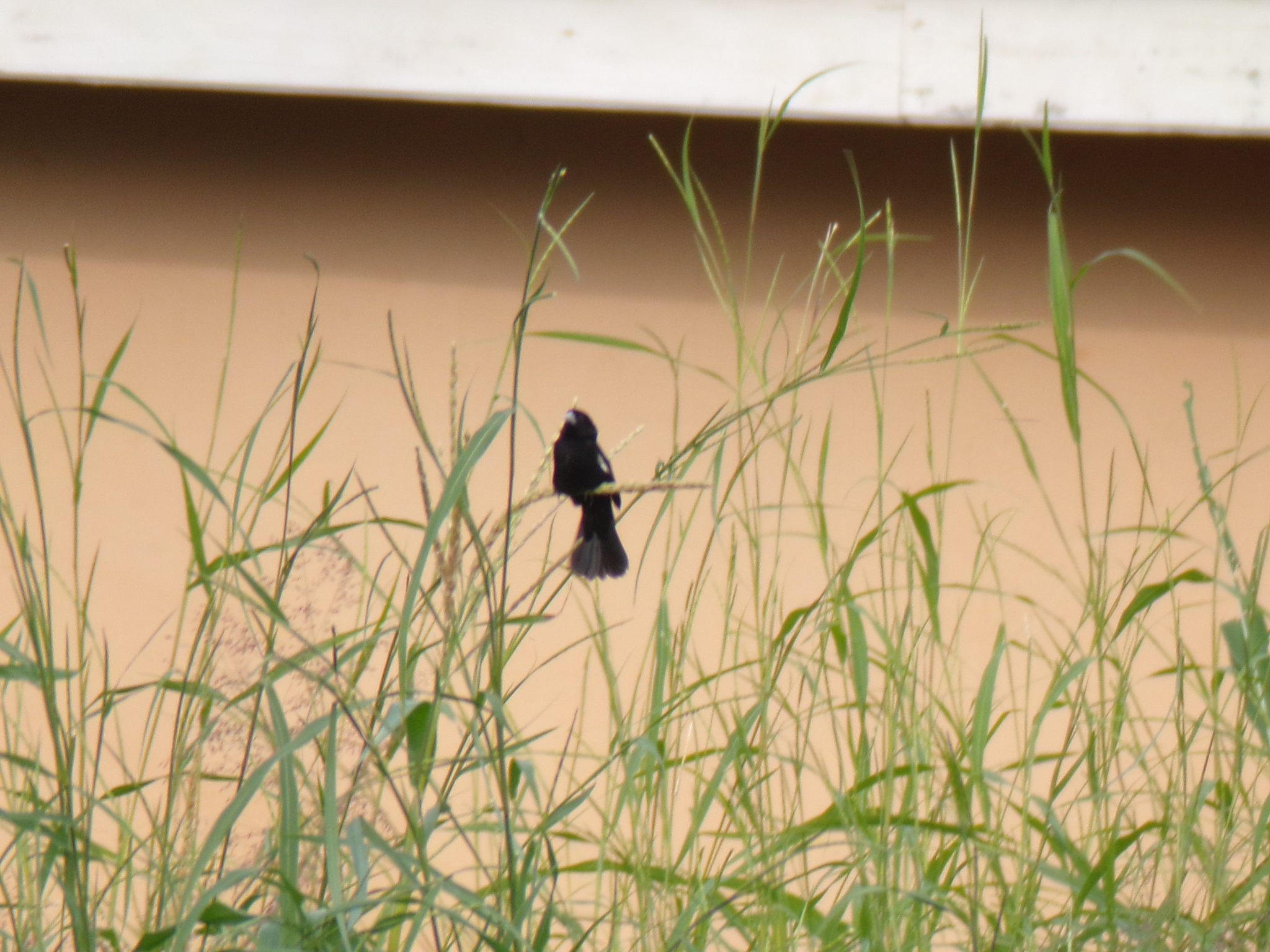 White-winged Widowbird (Euplectes albonotatus), photo 2