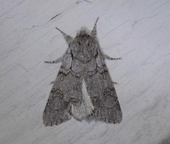 Acronicta tota