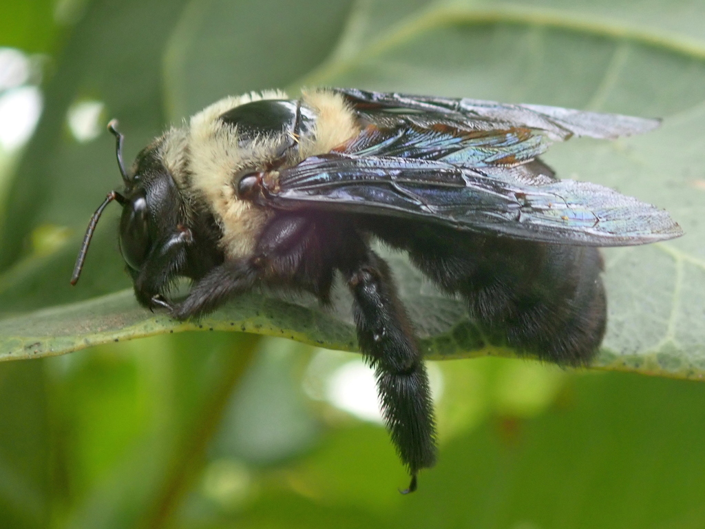 Fotos de Mamangava-de-Toco (Xylocopa grisescens) · BioDiversity4All