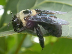 Xylocopa grisescens