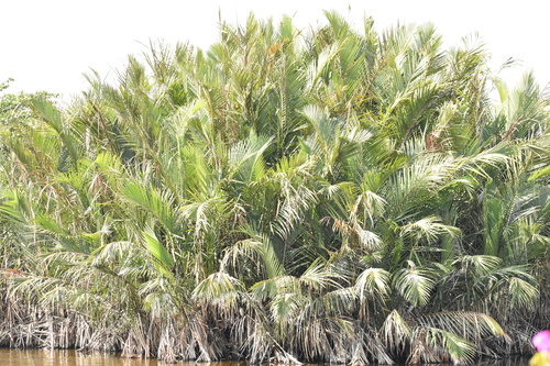 Nipa Palm (Nypa fruticans)