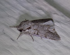 Acronicta tota