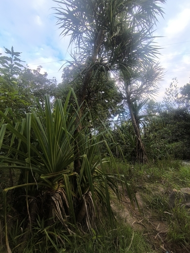 Screw-pine (Pandanus livingstonianus)