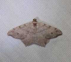 Macaria aequiferaria