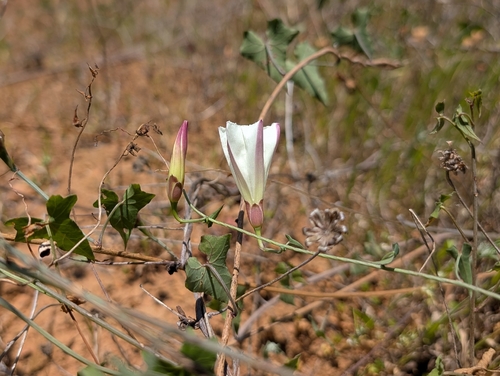 Pacific False Bindweed (Calystegia purpurata)